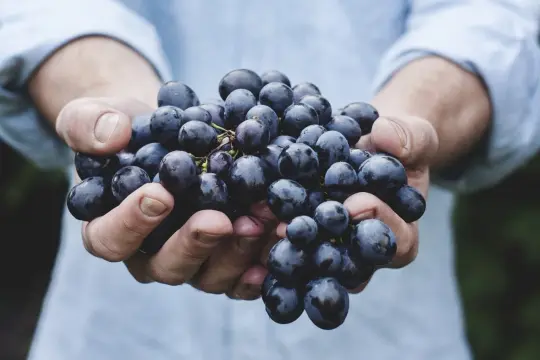 Dłonie trzymające kiść ciemnych winogron. Pyszna, zdrowa przekąska, która dostarcza niewiele kcal.